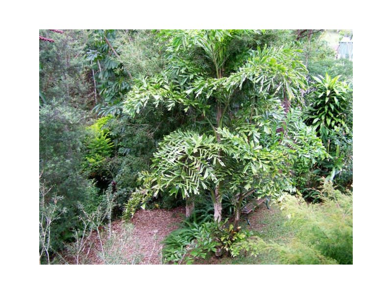 Yungaburra QLD 4884