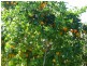 Tolga QLD 4882