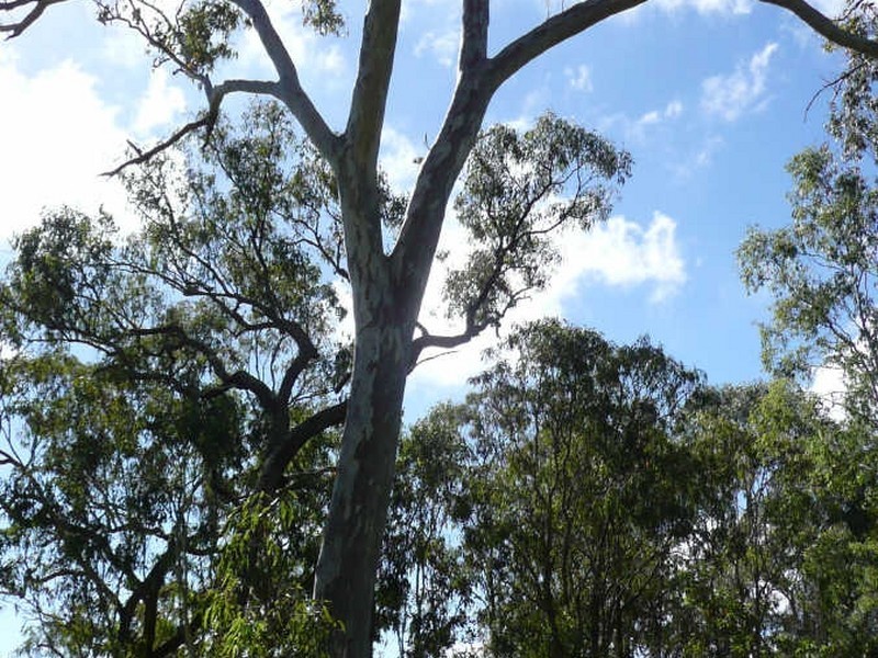 Tolga QLD 4882