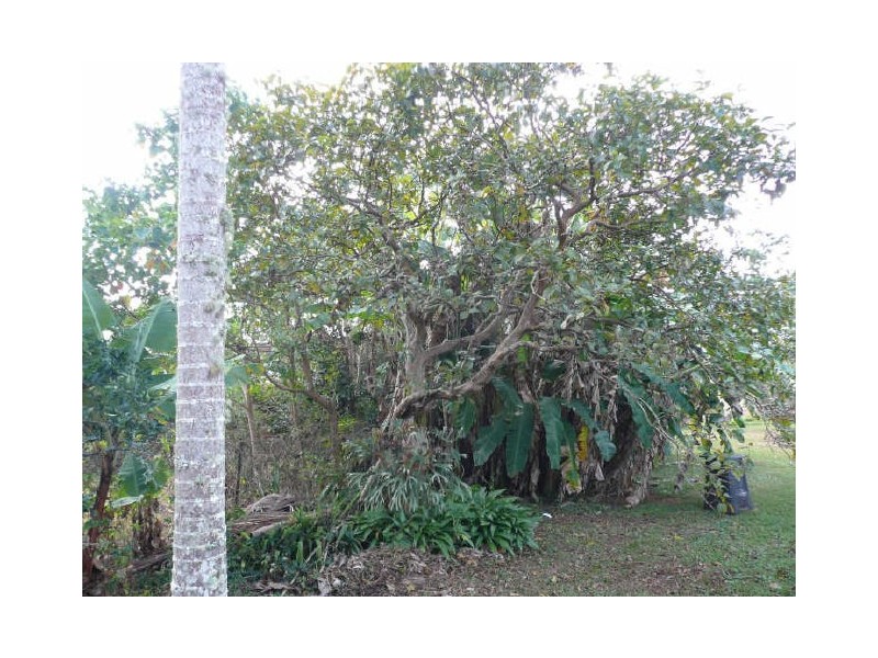 Yungaburra QLD 4884