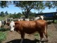 Millaa Millaa QLD 4886