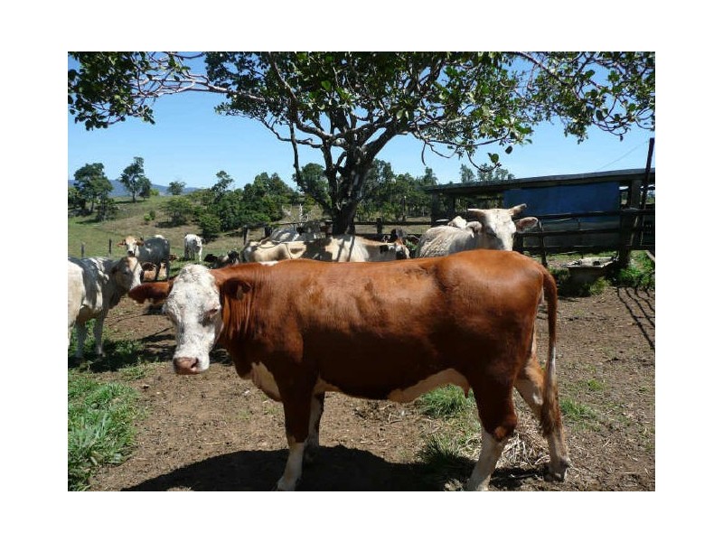 Millaa Millaa QLD 4886