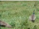 Millaa Millaa QLD 4886