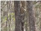 Tinaroo QLD 4872