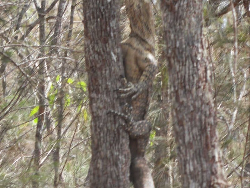 Tinaroo QLD 4872