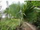 Millaa Millaa QLD 4886