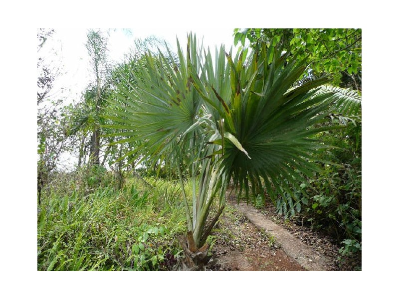 Millaa Millaa QLD 4886