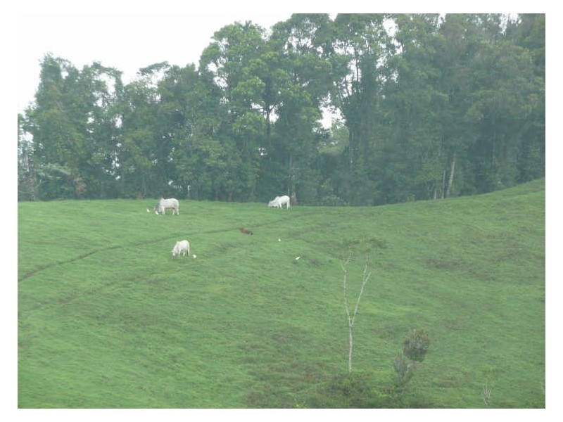 Millaa Millaa QLD 4886