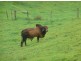 Millaa Millaa QLD 4886