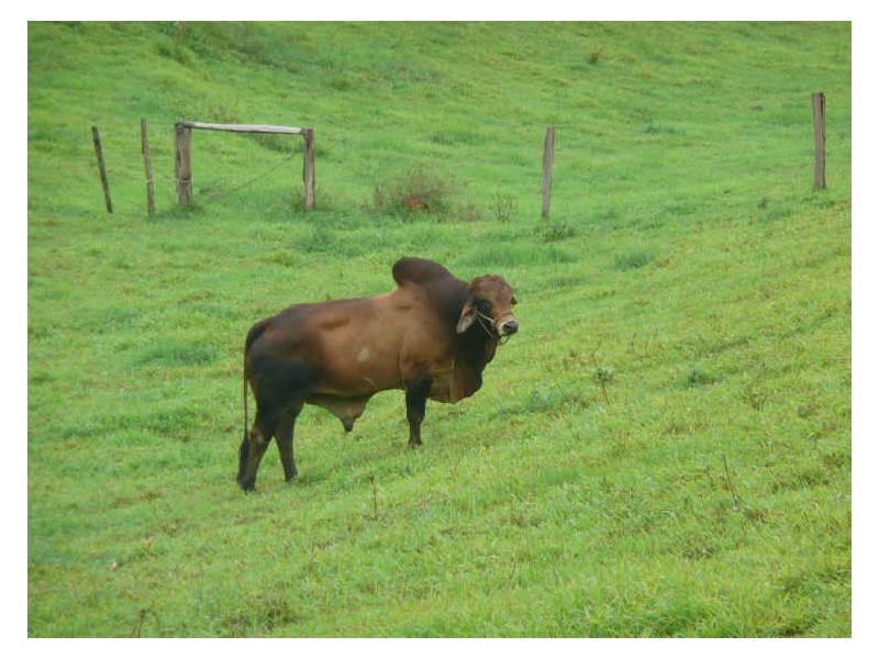 Millaa Millaa QLD 4886