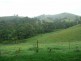 Millaa Millaa QLD 4886