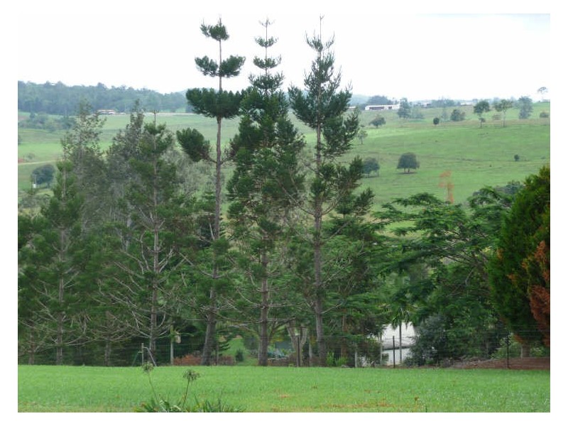 Yungaburra QLD 4884
