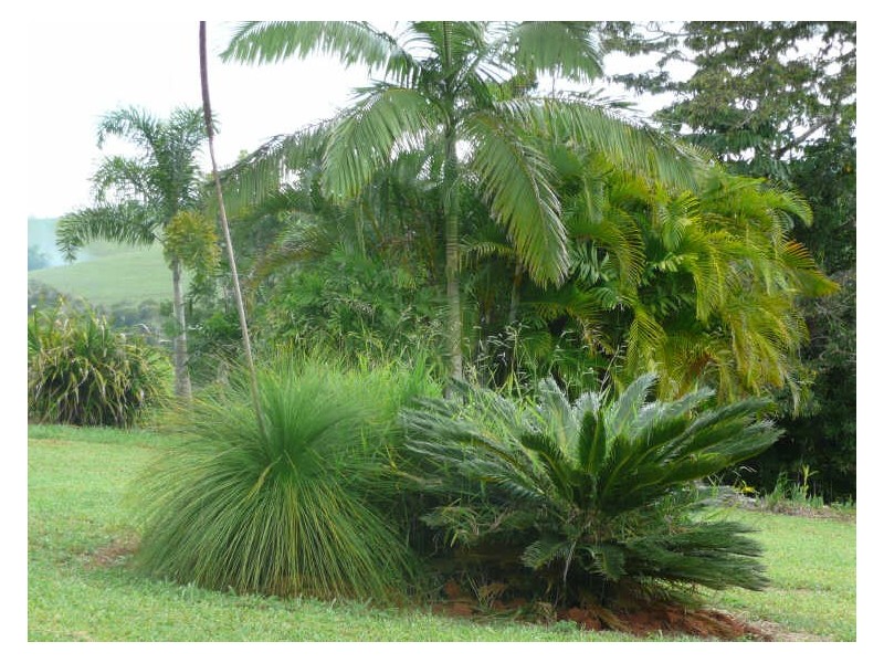 Yungaburra QLD 4884
