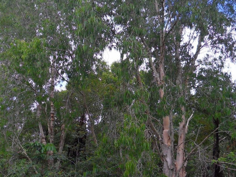 Wongabel QLD 4883
