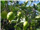 Atherton QLD 4883
