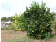 Tolga QLD 4882