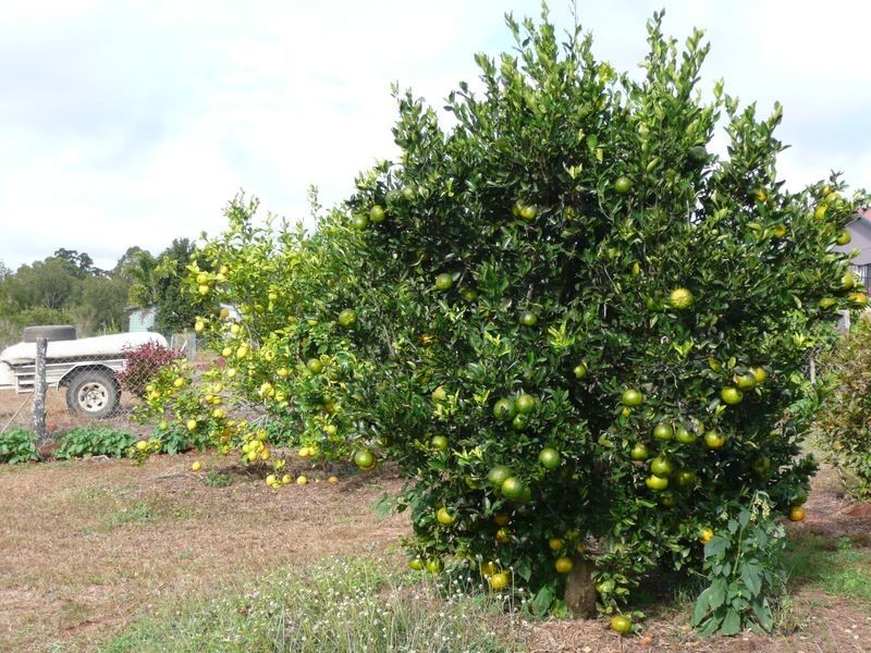 Tolga QLD 4882