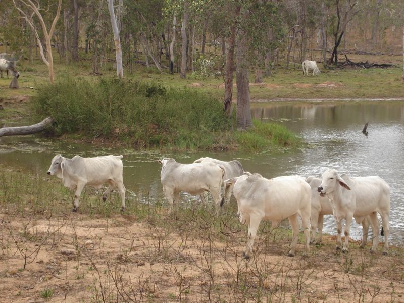 Mount Garnet QLD 4872
