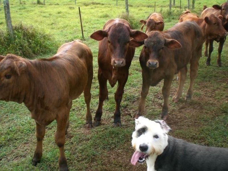 Millaa Millaa QLD 4886