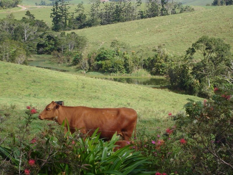 Millaa Millaa QLD 4886