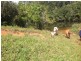 Millaa Millaa QLD 4886