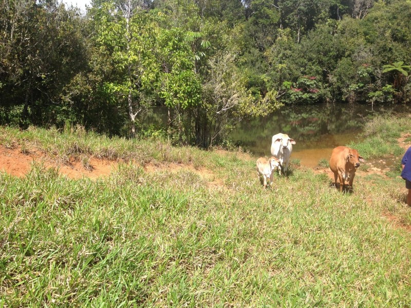 Millaa Millaa QLD 4886