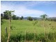 Millaa Millaa QLD 4886