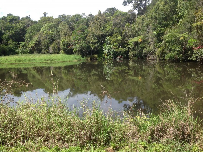 Millaa Millaa QLD 4886