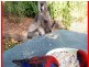 Ravenshoe QLD 4888