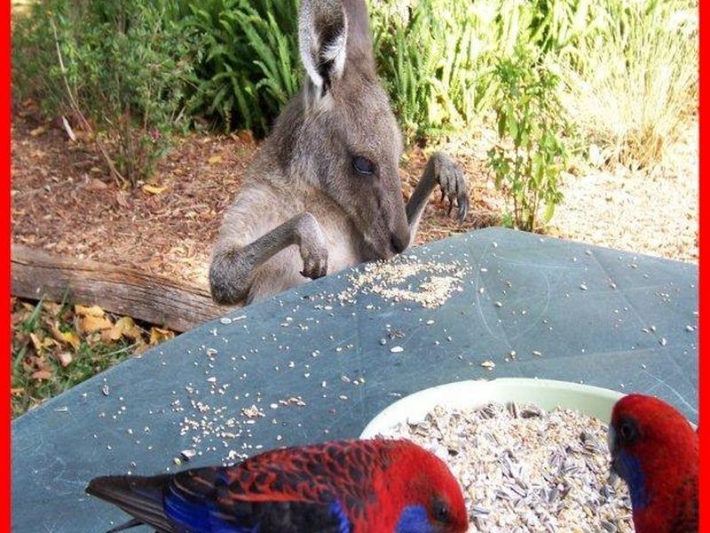 Ravenshoe QLD 4888