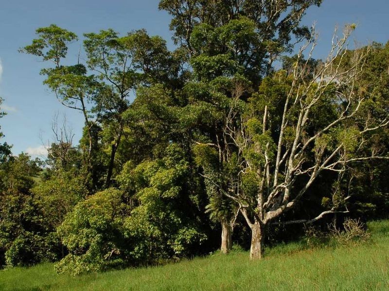 Millaa Millaa QLD 4886