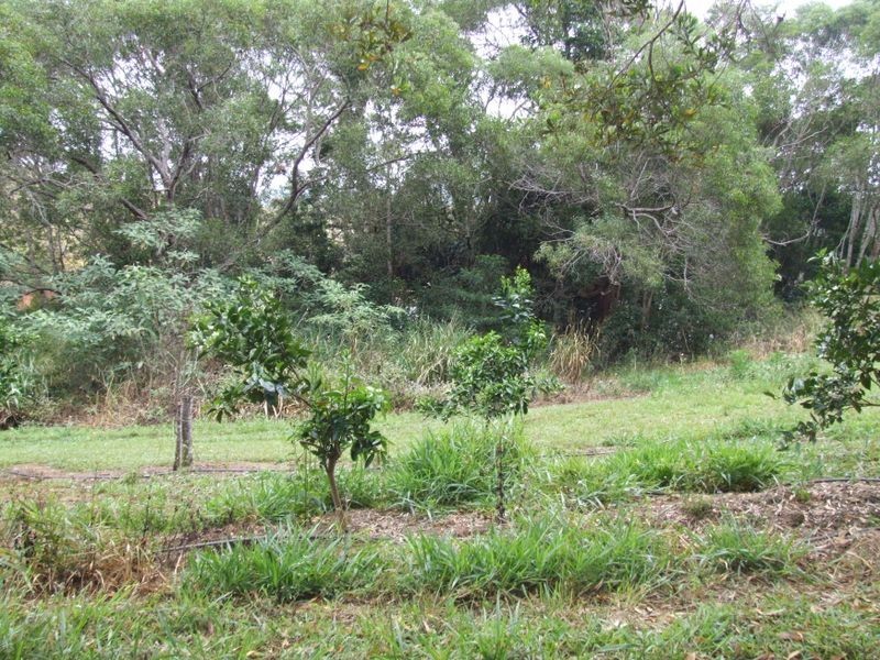 Yungaburra QLD 4884