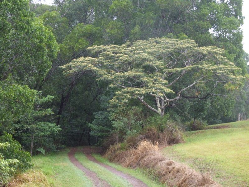 Yungaburra QLD 4884