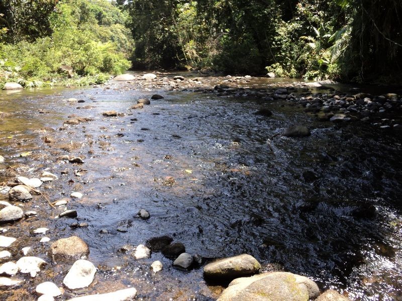Millaa Millaa QLD 4886