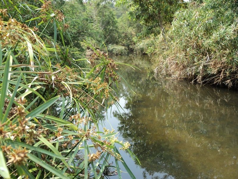 Lot 5 Martin Road, Mareeba QLD 4880