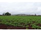 Tolga QLD 4882