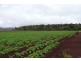 Tolga QLD 4882