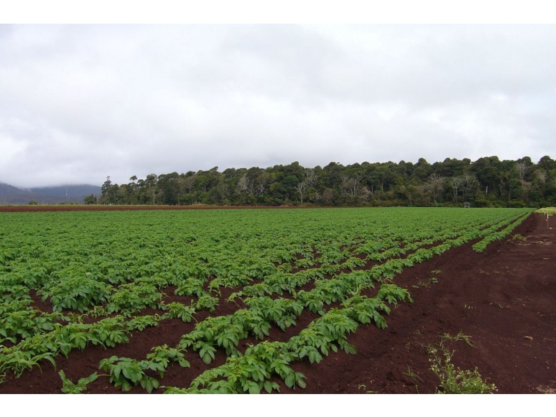 Tolga QLD 4882