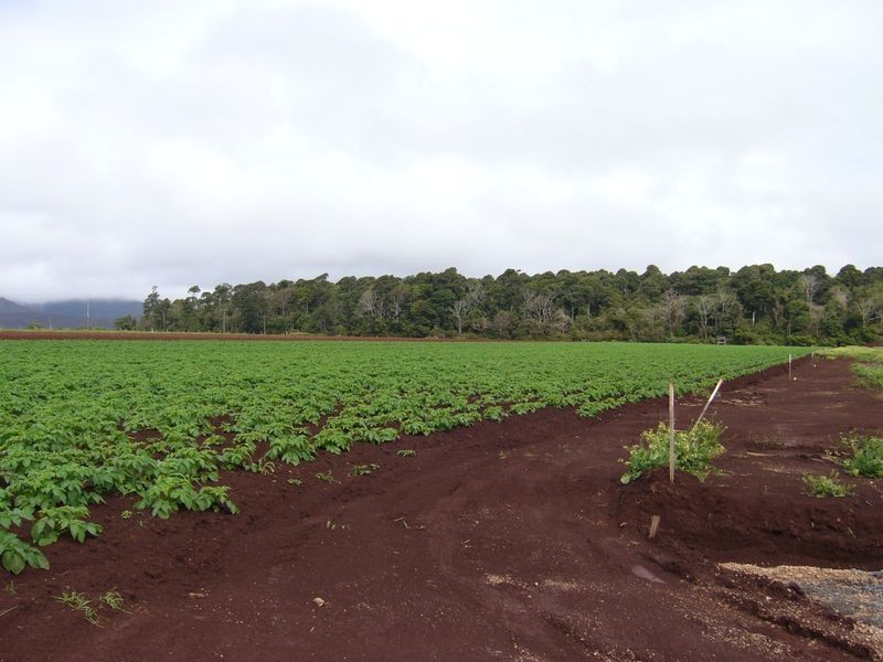 Tolga QLD 4882