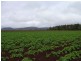 Tolga QLD 4882