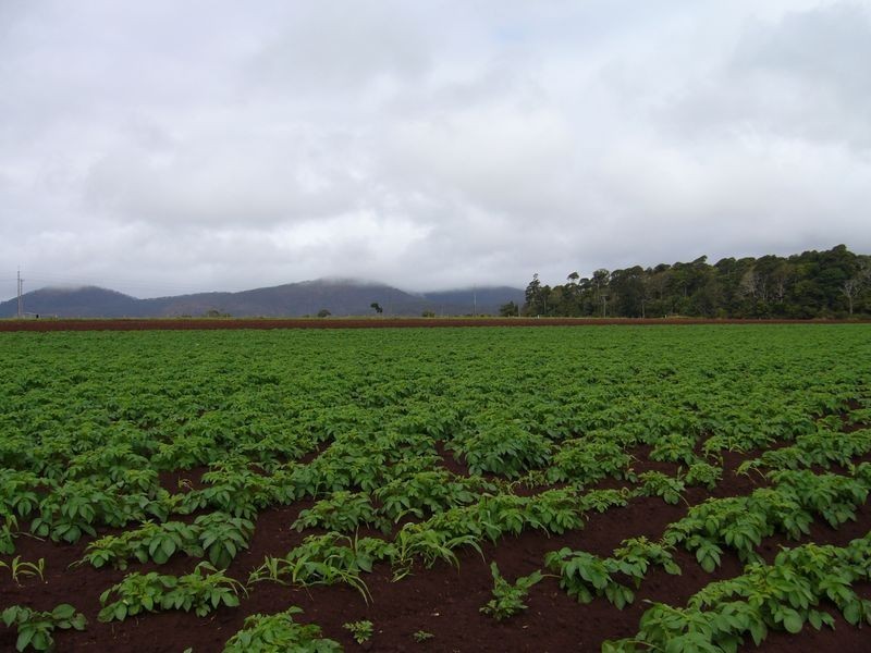 Tolga QLD 4882