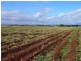 Tolga QLD 4882