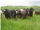 Tarzali QLD 4885