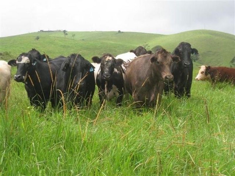 Tarzali QLD 4885