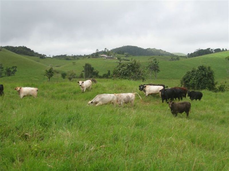 Tarzali QLD 4885