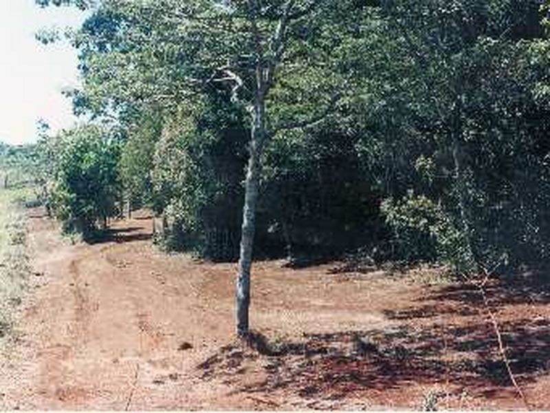 155 Hosie Road, Malanda QLD 4885