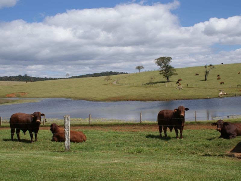 Millaa Millaa QLD 4886