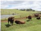 Millaa Millaa QLD 4886