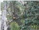 Malanda QLD 4885