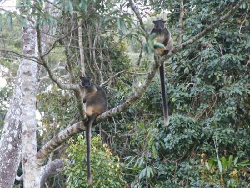 Malanda QLD 4885